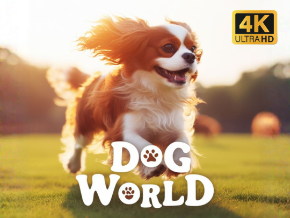 Dog World